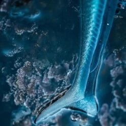 COMBO Leurres Souples Shad Lançon EELO 110 8gr AYU/BLEU -Matériel De Pêche combo leurres souples shad lancon eelo 110 8gr ayubleu 2