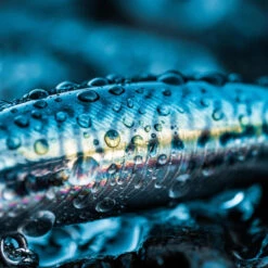 Poisson Nageur SAXTON 75S MAQUEREAU VERT Pêche Au Leurre En Mer -Matériel De Pêche poisson nageur saxton 75s maquereau vert peche au leurre en mer 4